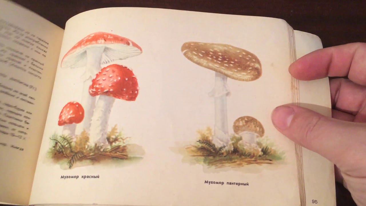 Как давно мухомор съедобный гриб? смотреть онлайн