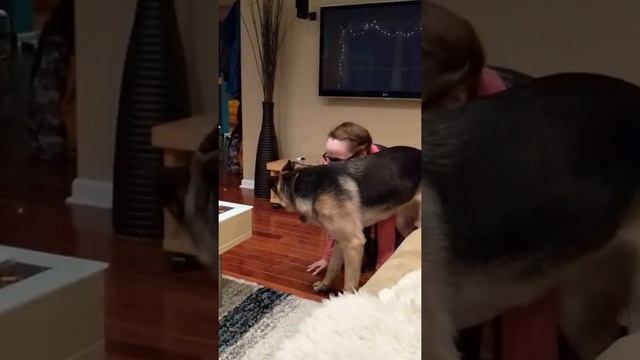German Shepherd Kaya yelling at her owner. смотреть онлайн