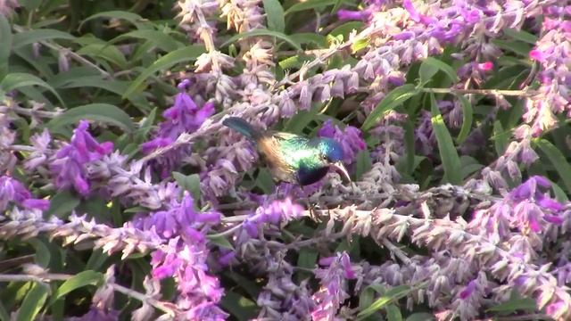 Перелетные птицы в Израиле. Пеликаны. Migratory birds in Israel. Pelicans. שקנאים בישראל смотреть онлайн