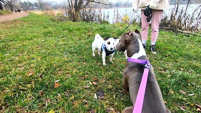 Амстафф 1 год | Одна Прогулка Со Стаффордом В Озерках | Amstaff | Staffy смотреть онлайн