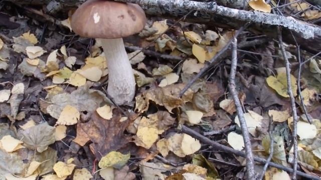 Грибы Самарской области, п.Винтай, сентябрь 2016 года смотреть онлайн