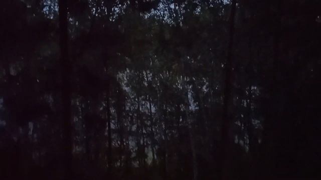 Поездка в Омск к родителям. Дача. Санаторий Колос. Сосновый бор ,белочки, озеро. смотреть онлайн