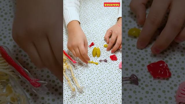 Поиграйка - Набор для опытов "МОДЕЛЬ ЧЕЛОВЕКА" Японские опыты Bondibon #Shorts смотреть онлайн