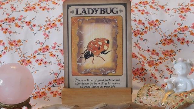 Daily Animal Spirit Oracle Card Reading смотреть онлайн