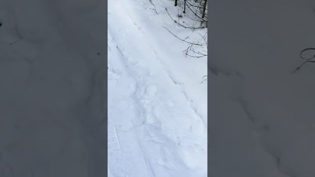 Установка капкана на лису смотреть онлайн