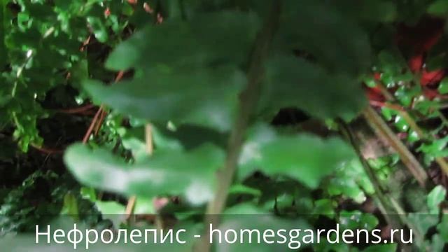 Папоротник нефролепис волнистый смотреть онлайн
