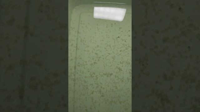 Икра золотых рыбок.