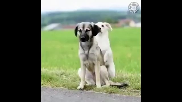 Милота Животные и проявление нежности смотреть онлайн