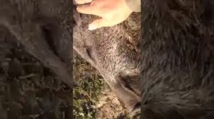 Кабан человеку друг)))