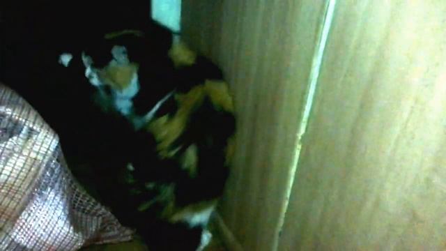 Кошка кусает свой хвост и танцует/Cat bite her tail and dance смотреть онлайн