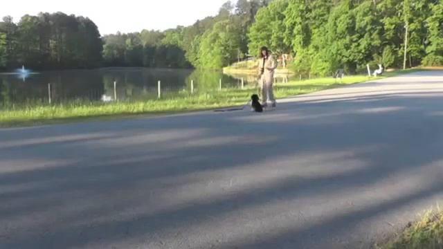 Easy Puppy or Dog Training in 1 Day 6 Quick Tricks & Tips with LIVE Example смотреть онлайн