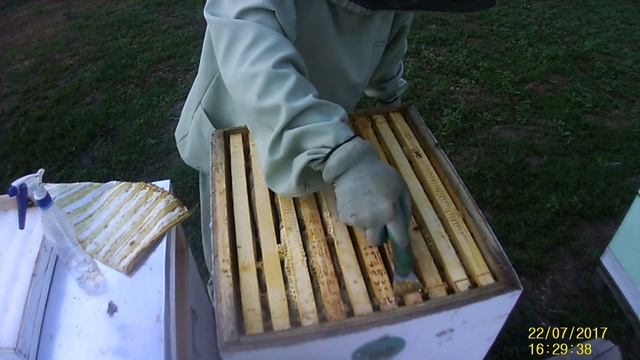 сбор прополиса. как получить товарный прополис. смотреть онлайн