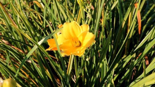 ЛИЛЕЙНИК КОТОРЫЙ ЦВЕТЁТ С РАННЕЙ ВЕСНЫ И ДО МОРОЗОВ. 22.09.2023г. БЕЛАРУСЬ, ГОМЕЛЬСКАЯ ОБЛАСТЬ смотреть онлайн