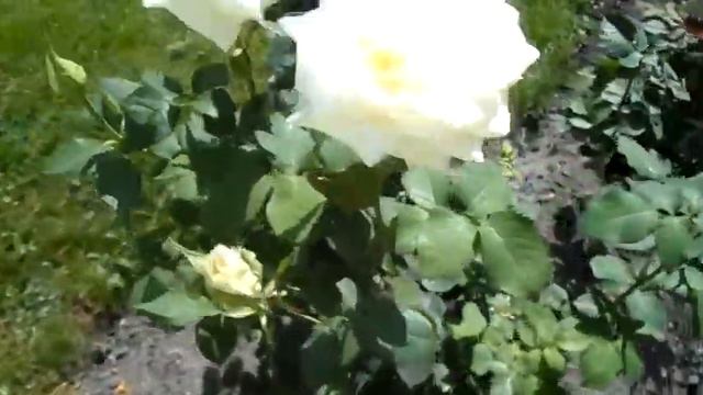 Королева красоты - роза смотреть онлайн