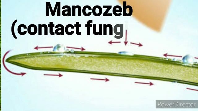 How To Use Saaf Fungicide | Best Fungicide For Plants | UPL SAAF Fungicide