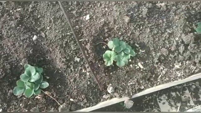 Зачем и как я сажаю клубнику в августе?!? смотреть онлайн