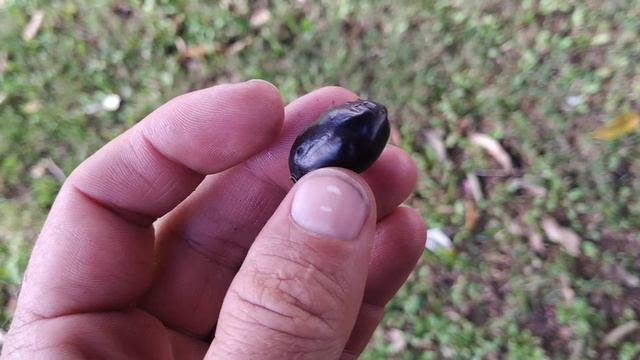 Java Plum (Syzygium cumini) in Gran Canaria смотреть онлайн