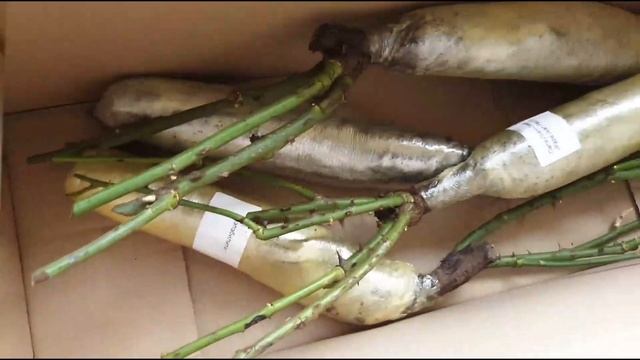 Саженцы роз из питомника "Кубань Роза" - обзор посылки смотреть онлайн