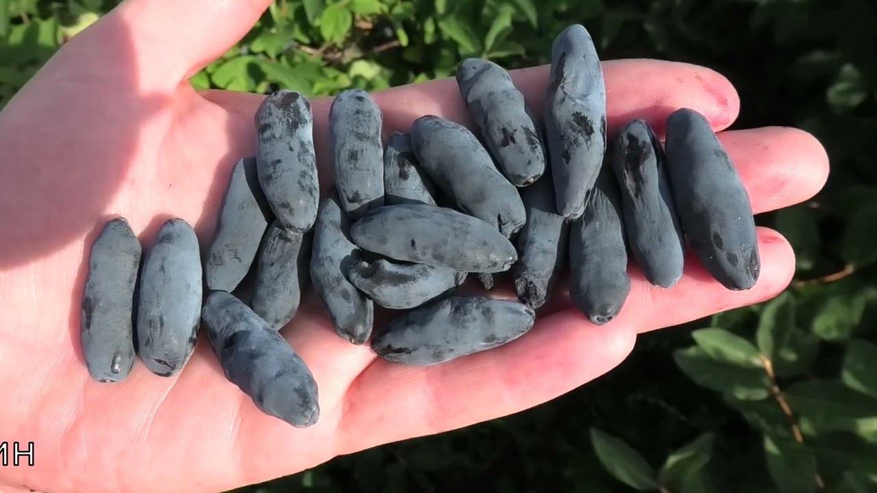 Сильгинка, моя любимица, вкусная, крупная, урожайная, хорошо растет, убирается стряхиванием смотреть онлайн