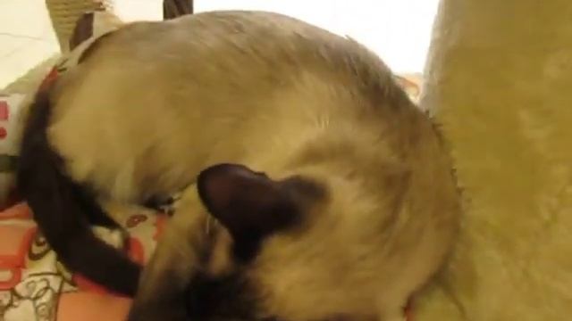 Музей кота в Минске 2 смотреть онлайн