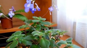 # СТРЕПТОКАРПЕЛЛА: как вырастить красивую, здоровую Стрептокарпеллу в домашних условиях.