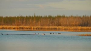 ОХОТА НА УТОК В ЯКУТИИ. ОХОТА НА ТУРПАНА НА КОЛЫМЕ ЧАСТЬ 1. ВАС ЖДУТ ТОЛЬКО УТКИ И ВЫСТРЕЛЫ.