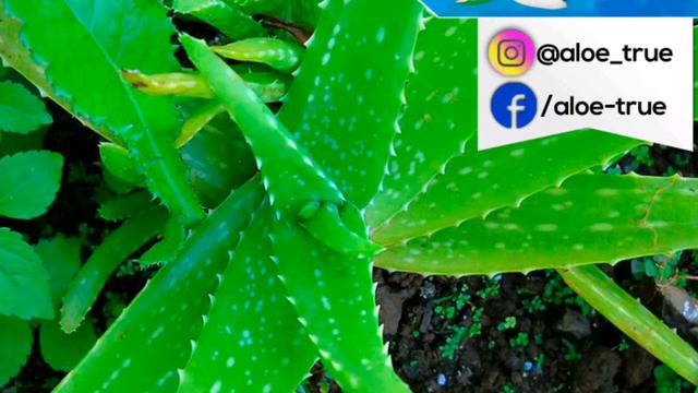 Aloe Vera - True (  Foto Aloe )