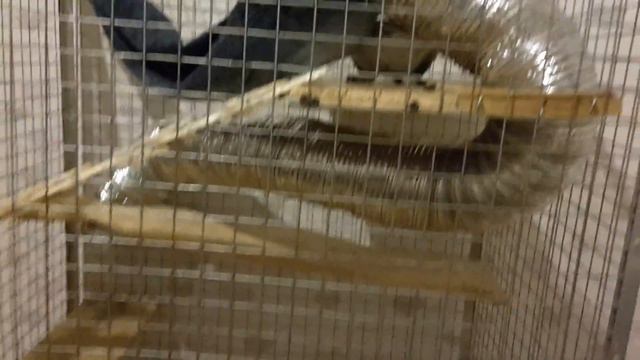 Моя шиншилла Шуршик )))) смотреть онлайн