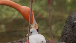 Почему фламинго розовый, животные Африки, розовый фламинго, красный фламинго