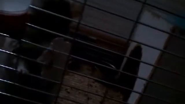 Шиншила сьедат мел смотреть онлайн