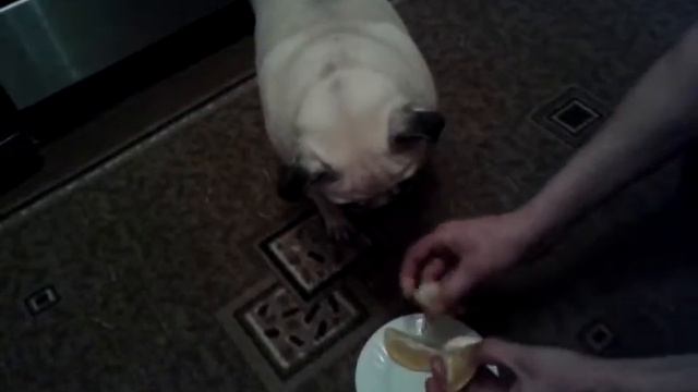 Мопс хавает апельсин смотреть онлайн