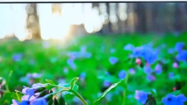 Телевизор Novex NVX-55U321MSY смотреть онлайн