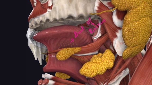 Sublingual Salivary Gland | Situation | Relation | Blood & Nerve Supply | Lymphatic Drainage смотреть онлайн