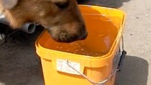 Как собака пьет воду в замедленной съемке