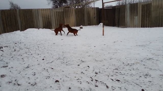 Отец питбуля Спайка БЕРОЛ. Гены Питбуля Спайка и Кияры. Кобель легенда благородных кровей. смотреть онлайн