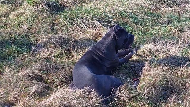 #КАНЕ КОРСО В ДОМЕ.КАНЕ КОРСО 1 ГОД и 4 МЕСЯЦА.КАНЕ КОРСО СОДЕРЖАНИЕ.о породе кане корсо смотреть онлайн