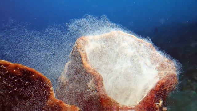 10 Самых Необычных Яиц Животных