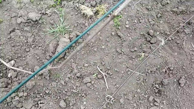 Раскрываю виноград 2021г смотреть онлайн