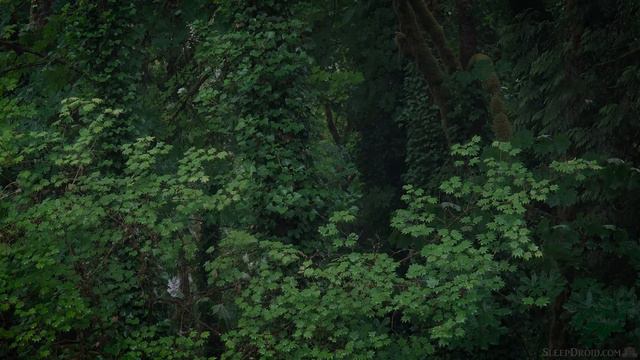 ►10 Hours Of Forest Rain And Thunder Sounds For Sleeping. Relaxing Rain Sounds: Lluvia Para Dormir