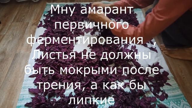 Приготовление к ферментации амарантового чая БЕЗ подробностей смотреть онлайн