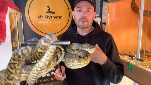 Australian Scrub Python is not a big fan of being handled смотреть онлайн