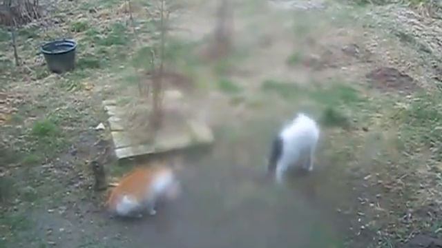 Лис вернулся смотреть онлайн