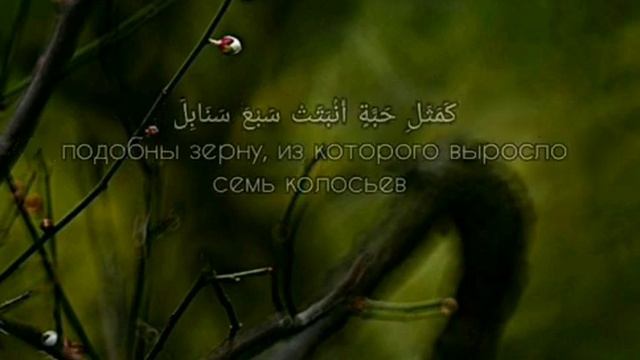 Амирхан Масаев Baqara (261) смотреть онлайн