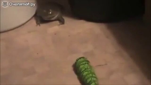 Напугали жабу гусеницей [прикол] смотреть онлайн