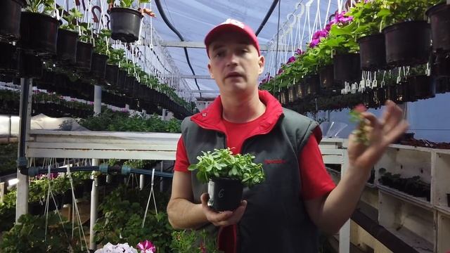 Заставляю Калибрахоа РАСТИ и ЦВЕСТИ. смотреть онлайн