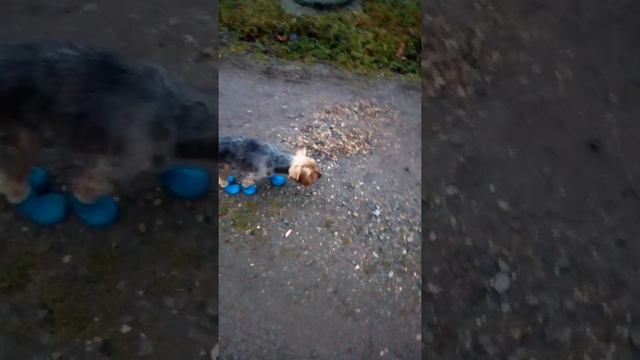 Йорк одел сапоги сам