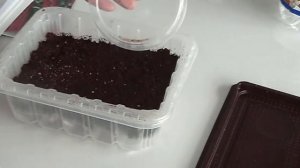 Выращиваем рассаду амаранта.