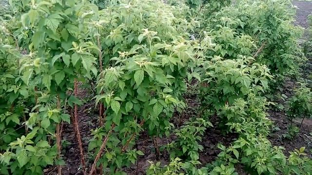 Выращивание малины Таруса