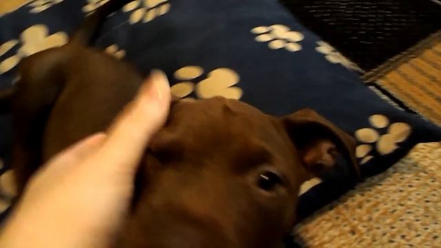 How To: Get Rosebud Ears on Pitbull Puppies! смотреть онлайн