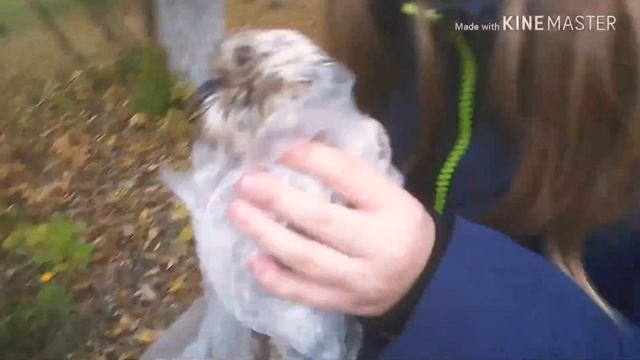 Нашли голубя смотреть онлайн